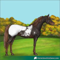Horse Color:Liver Chestnut Appaloosa 