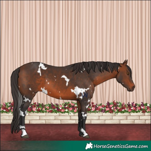 Horse Color:White Spotted Brown 