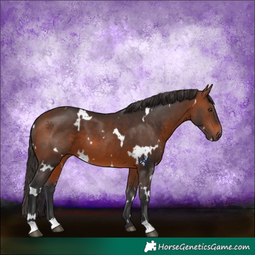 Horse Color:White Spotted Brown 