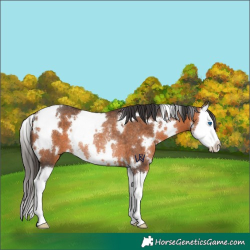Horse Color:White Spotted Bay Splash Rabicano 