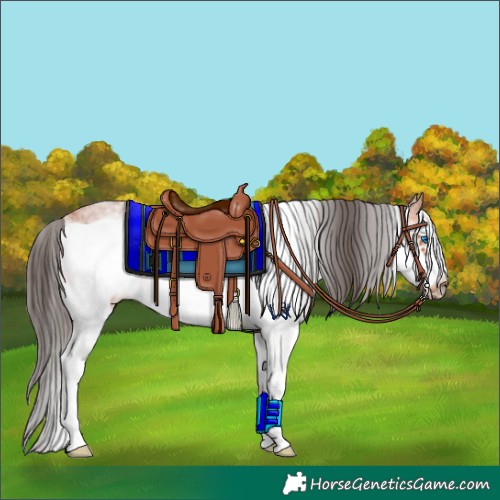 Horse Color:White Spotted Bay Frame