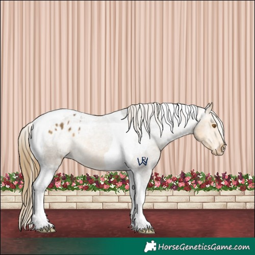 Horse Color:Buckskin Tobiano Appaloosa 