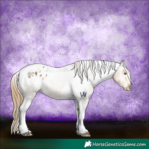 Horse Color:Buckskin Tobiano Appaloosa 