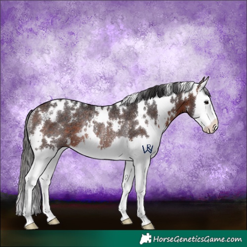 Horse Color:White Spotted Brown Splash Rabicano