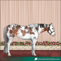 Horse Color:White Spotted Brown Splash Rabicano 