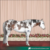 Horse Color:White Spotted Brown Splash Rabicano 