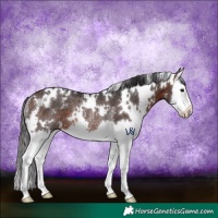 Horse Color:White Spotted Brown Splash Rabicano 