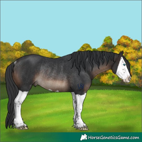 Horse Color:Brown Splash Rabicano 