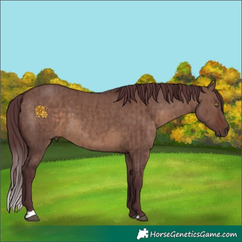 Horse Color:Chocolate Brown Dun Brindle 