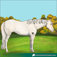 Horse Color:Palomino Roan Pearl  and Palomino Roan Pearl 