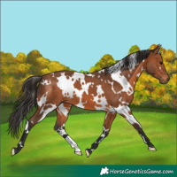 Horse Color:White Spotted Bay 
