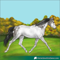 Horse Color:White Spotted Grullo Sabino Frame Rabicano 