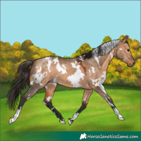 Horse Color:White Spotted Bay Dun 