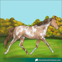 Horse Color:White Spotted Brown Pearl 