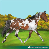 Horse Color:White Spotted Brown