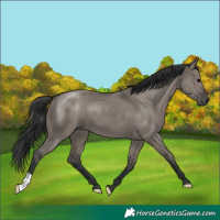 Horse Color:Grullo 