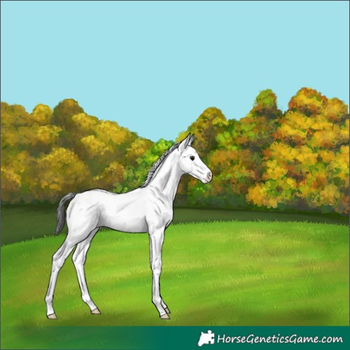 Horse Color:Brown Dun Sabino 