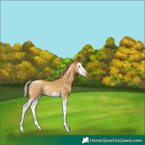 Horse Color:Gray Silver Sable Cream Champagne Dun Sabino Splash Rabicano 