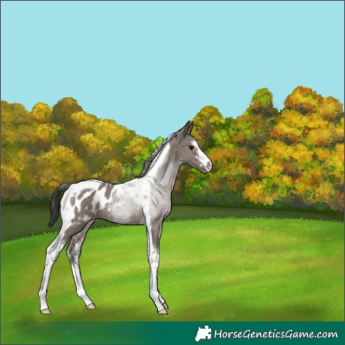 Horse Color:Grullo Sabino Tobiano Appaloosa 