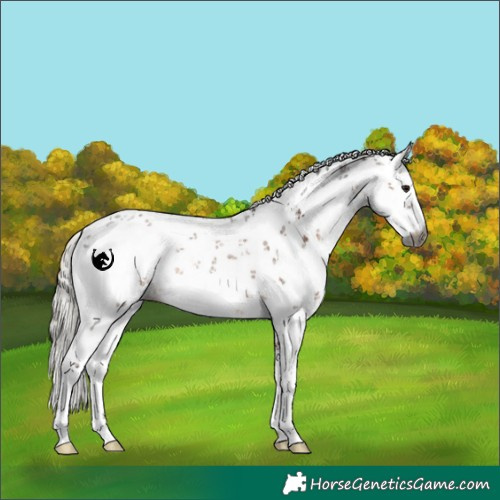 Horse Color:Gray White Spotted Silver Bay Sabino Appaloosa Rabicano 