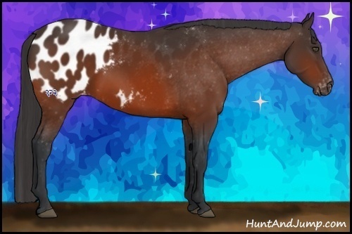 Horse Color:Bay Appaloosa
