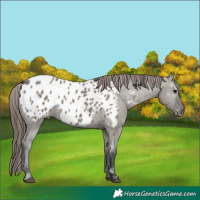 Horse Color:Grullo Appaloosa 