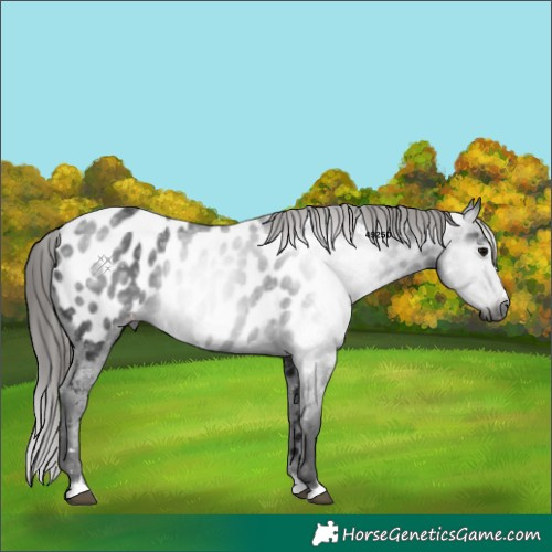 Horse Color:Gray Black Near Leopard 