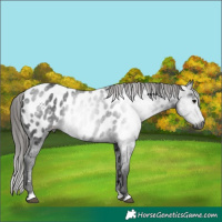 Horse Color:Gray Black Appaloosa