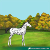 Horse Color:Black Tobiano Near Leopard