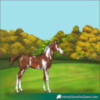 Horse Color:Chestnut Sabino