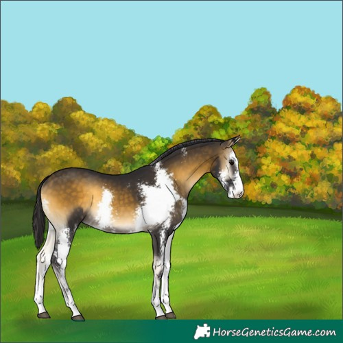 Horse Color:Buckskin Onyx Sabino Rabicano 