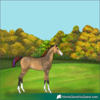 Horse Color:Painted Buckskin