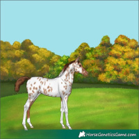 Horse Color:Red Dun Tobiano Appaloosa 
