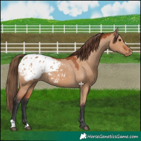 Horse Color:Bay Dun Appaloosa 