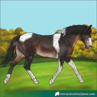 Horse Color:Brown Tobiano 