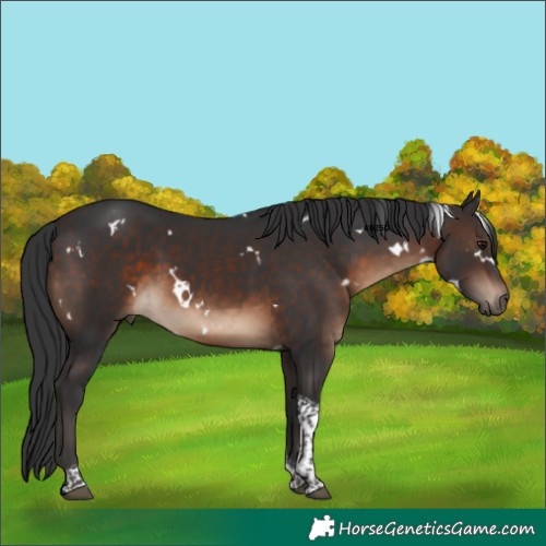 Horse Color:White Spotted Brown Tobiano 