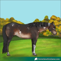 Horse Color:White Spotted Brown Tobiano