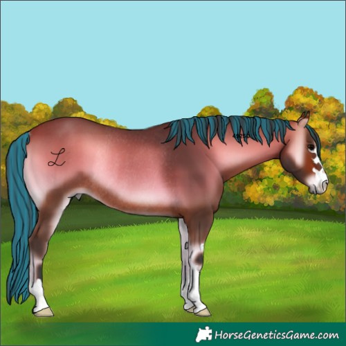 Horse Color:Painted Bay Onyx Rabicano 