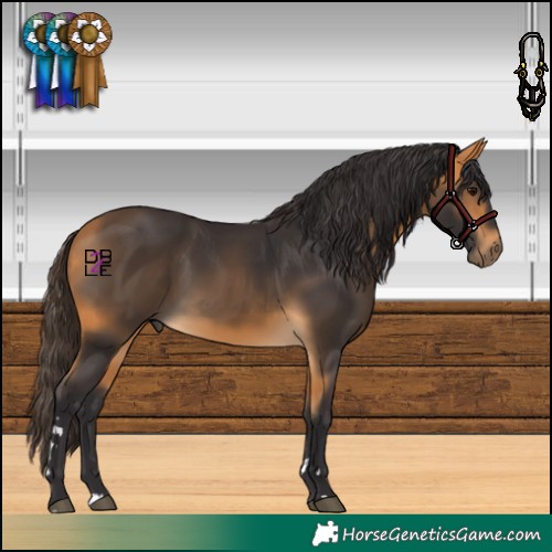Horse Color:Buckskin 