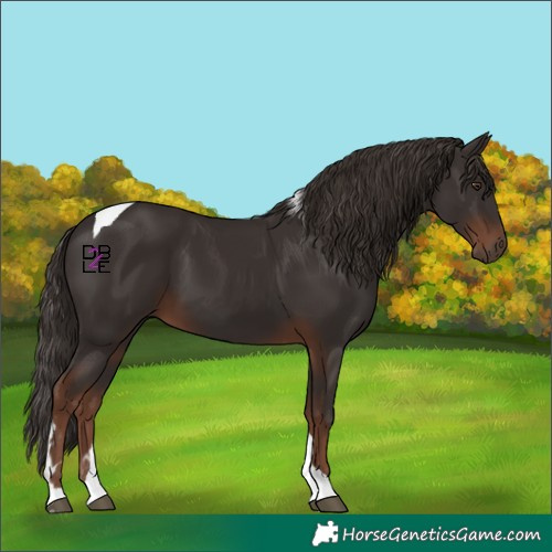 Horse Color:Liver Chestnut Tobiano Rabicano