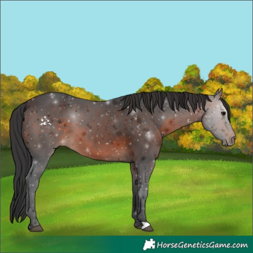 Horse Color:Brown 