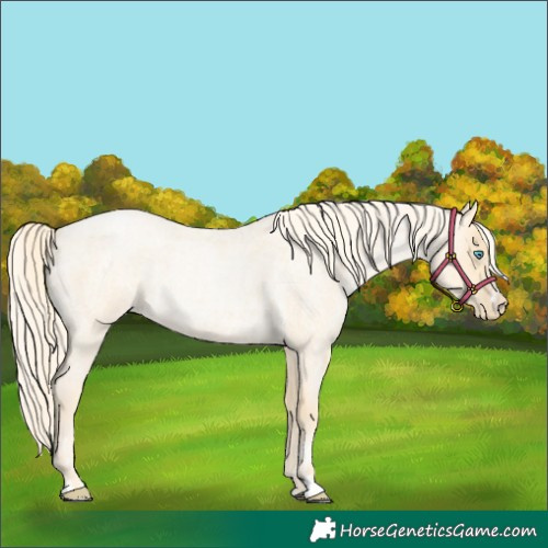 Horse Color:Palomino Roan Pearl  and Palomino Roan Pearl 