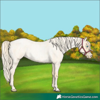 Horse Color:Palomino Roan Pearl  and Palomino Roan Pearl 