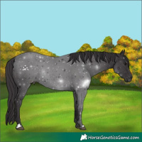 Horse Color:Smoky Black 