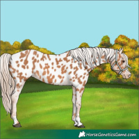 Horse Color:Chestnut Appaloosa