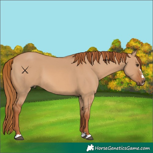 Horse Color:Red Dun 