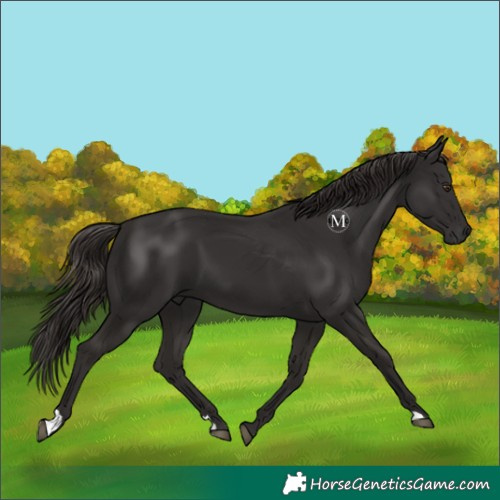 Horse Color:Liver Chestnut 
