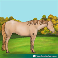 Horse Color:Chestnut Pearl 