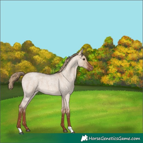 Horse Color:Red Dun Roan Appaloosa Rabicano 