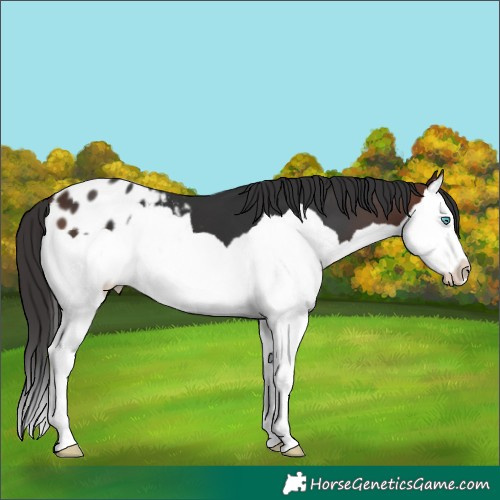 Horse Color:Brown Splash Appaloosa 